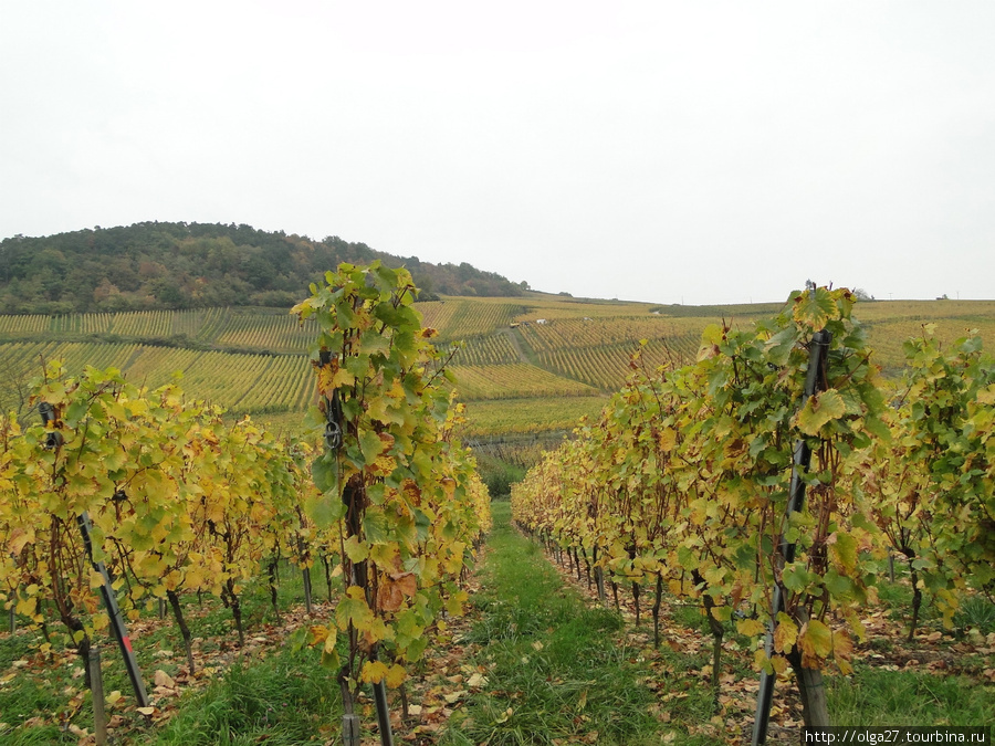 Виноградники Эльзас, Франция