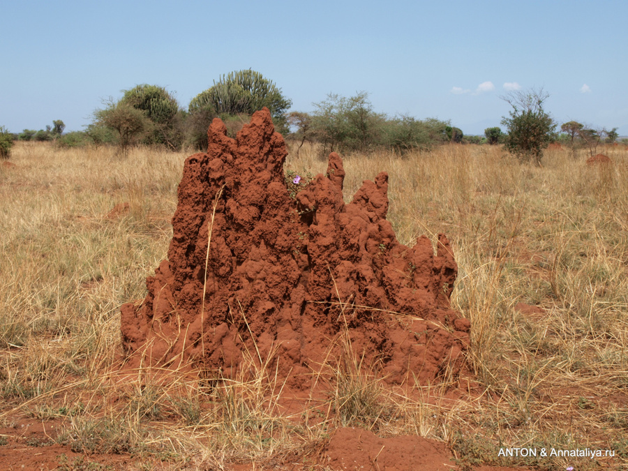 Термитник Мбале, Уганда