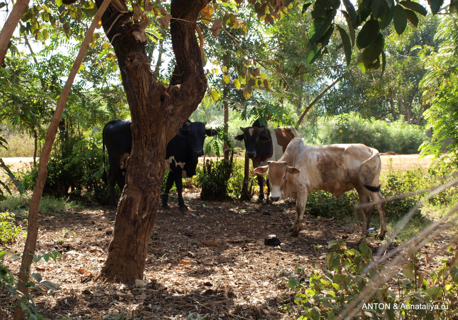 Багишу занимается скотоводством. Мбале, Уганда