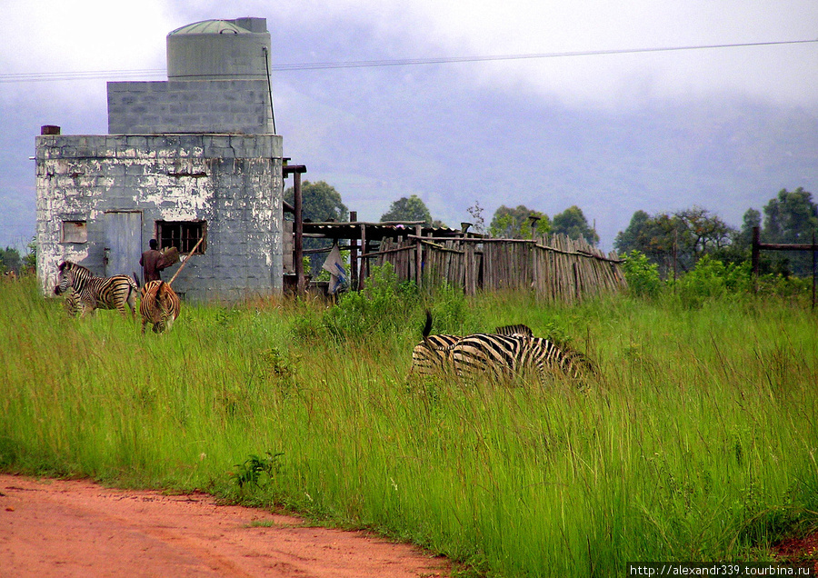 Свазилендские зоопарки Свазиленд