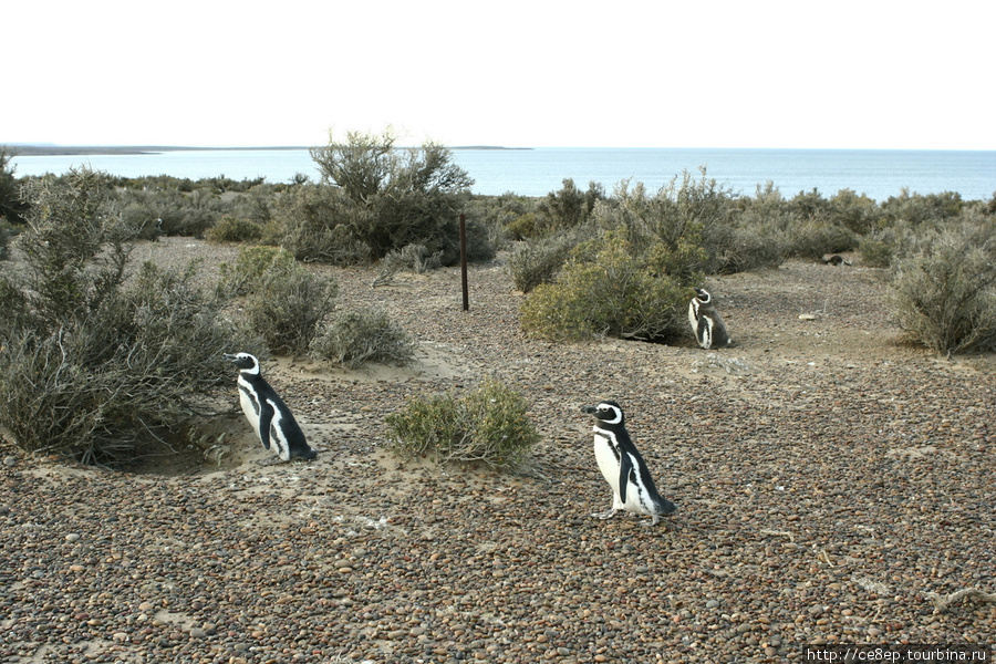 Когда солнце заходит пингвины все очень сосредоточенно смотрят на него Трелев, Аргентина