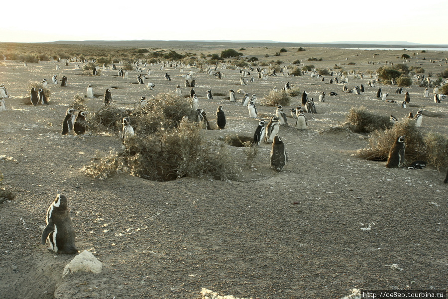 Увидеть полмиллиона магелланских пингвинов Трелев, Аргентина
