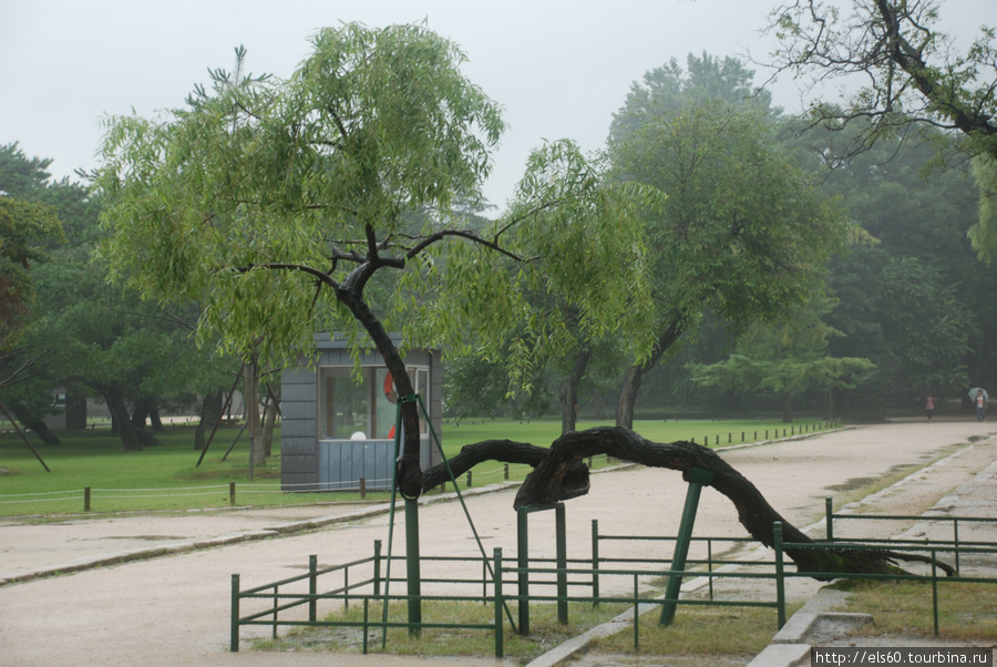 А это дерево научное Сеул, Республика Корея