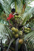 Кокосовые пальмы в сущности никому не принадлежат, если не огорожены на плантациях или не растут на территории частных домов. При желании можно срубить кокос, другой. Рубят их, конечно, местные жители, туристу на пальму не забраться, да и не ходят туристы там, где растут кокосы. Под пальмой лучше не стоять, падающий с десятиметровой высоты кокос способен проломить голову.