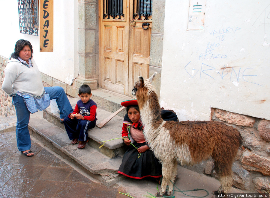 Испытываешь умиление, когда видишь на улочках шерстяных альпак Куско, Перу