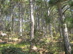 Лес на  южных склонах Ай-Петри.