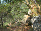 Лес на мысе Мартьян. Много встречается такого редкого вида деревьев как земляничник мелкоплодный. Крымский ареал земляничника мелкоплодного ограничен узкой прибрежной полосой.