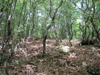 Лес в горах над Артеком