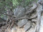Часто в горах деревья растут вот в таких условиях, борясь с камнем.