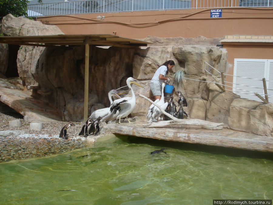 Marineland в Пальма-Нове Пальма-де-Майорка, остров Майорка, Испания