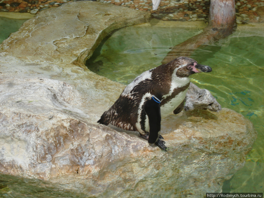 Marineland в Пальма-Нове Пальма-де-Майорка, остров Майорка, Испания