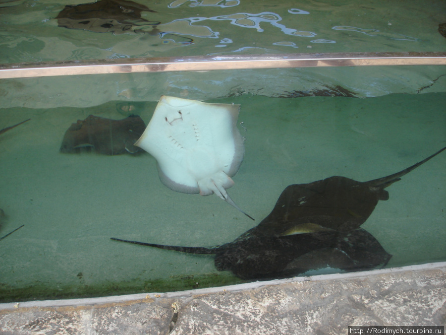 Marineland в Пальма-Нове Пальма-де-Майорка, остров Майорка, Испания