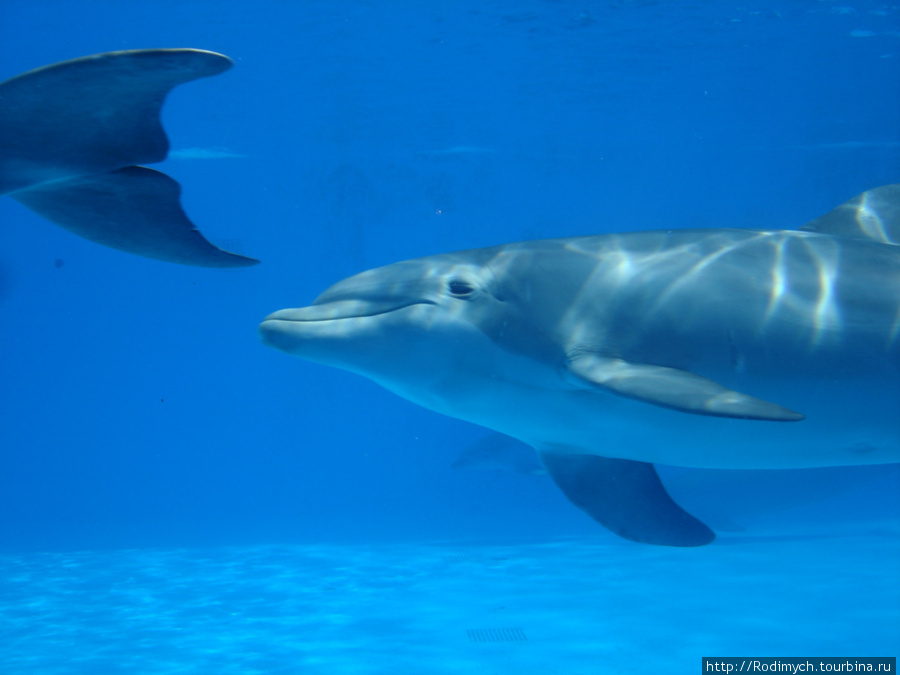 Marineland в Пальма-Нове Пальма-де-Майорка, остров Майорка, Испания