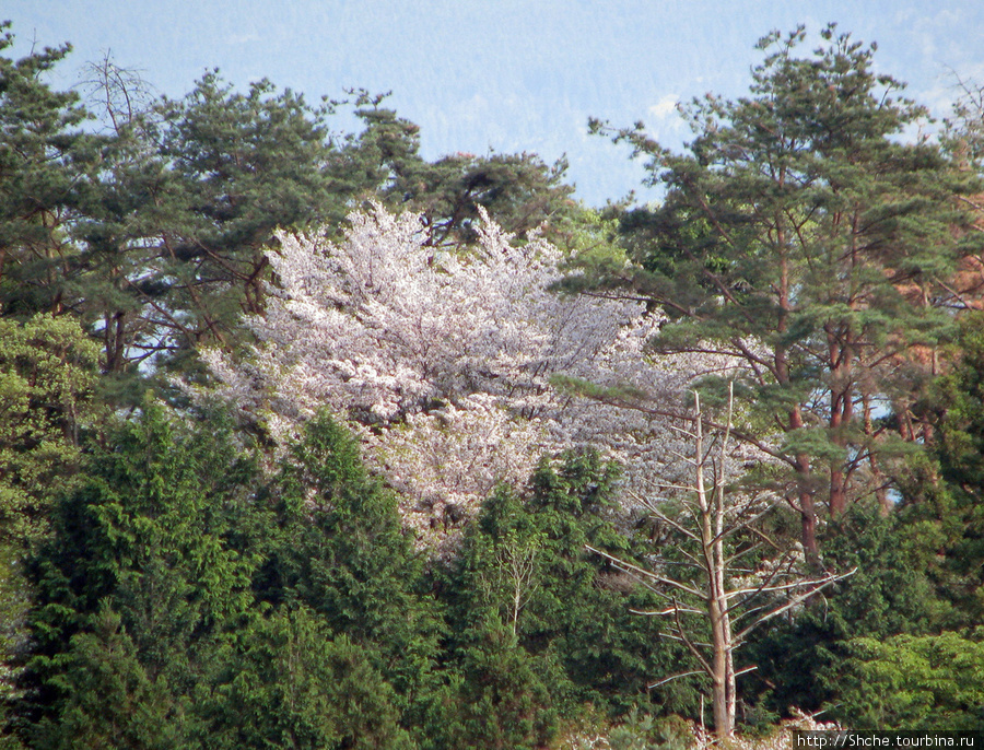 иногда дикая сакура белым пятном видна где-нибудь в горах Префектура Гифу, Япония
