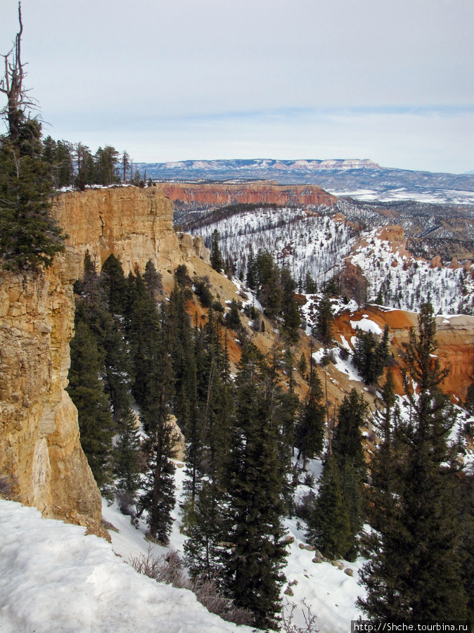 Bridge Canyon — здесь на скалах растут деревья Национальный парк Брайс-Каньон, CША