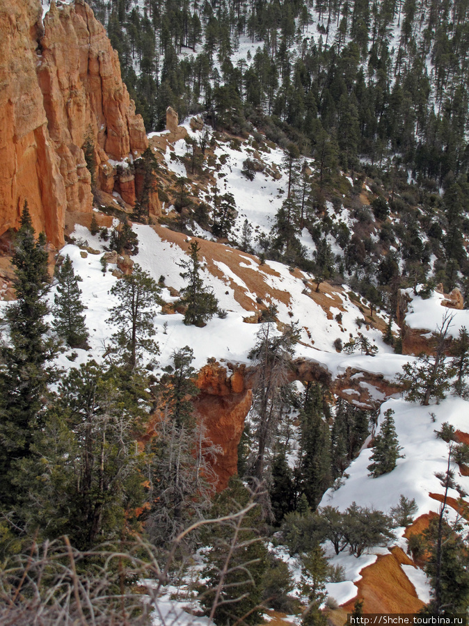 Bridge Canyon — здесь на скалах растут деревья Национальный парк Брайс-Каньон, CША