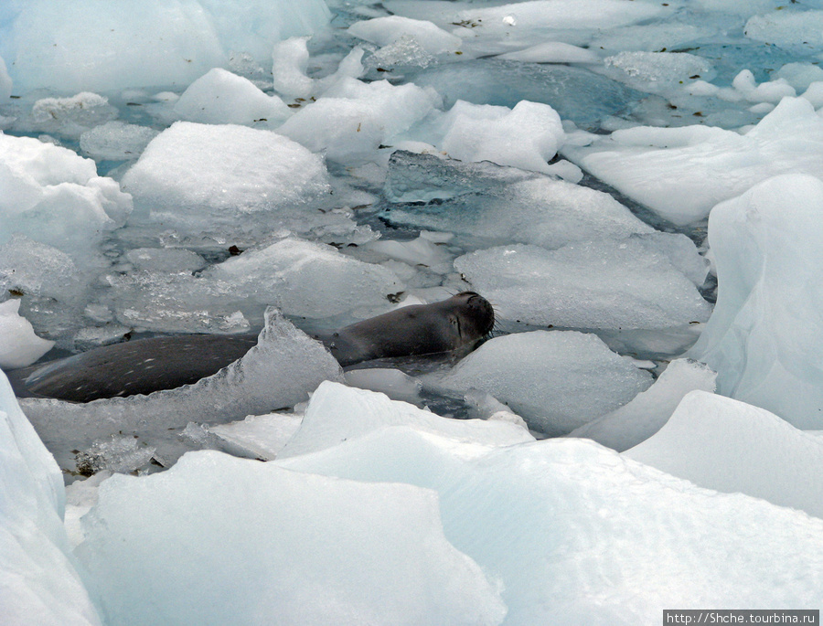 Так я шел минут пять, пока не услышал недовольный звук животного. Метрах в пяти впереди в воде отдыхал, я думаю, морской лев. На миролюбивого тюленя не похож, в общем, как то стало стремно. Антарктическая станция Гонсалес-Видела (Чили), Антарктида