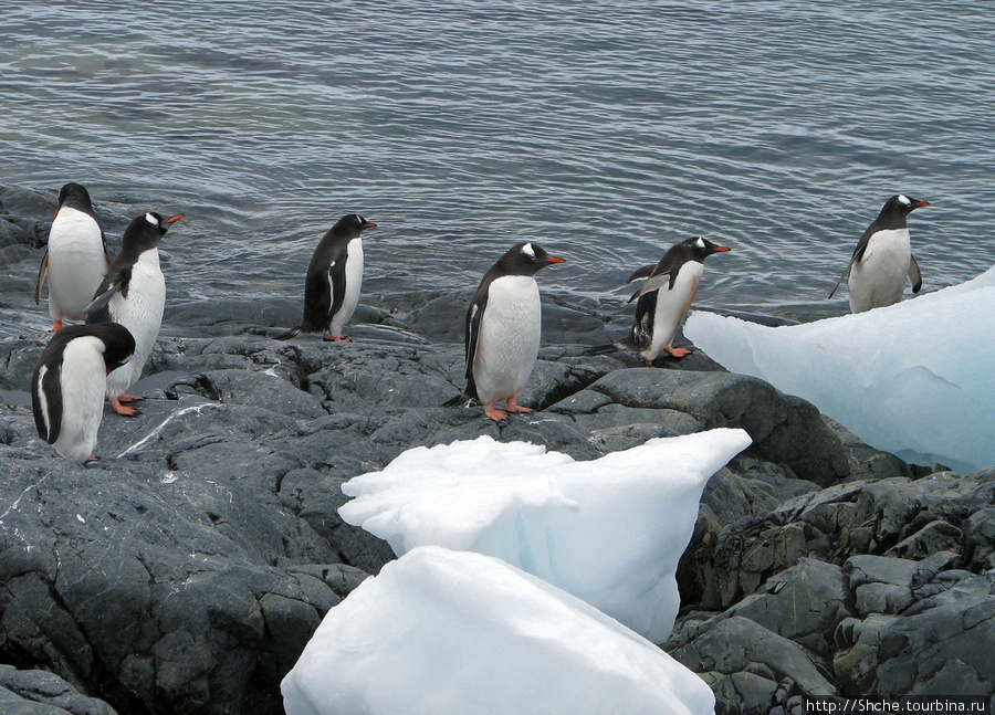 Их провожали только официальные лица Антарктическая станция Гонсалес-Видела (Чили), Антарктида