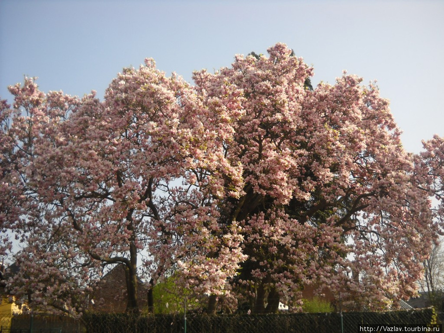 Цвета весны Жамблу, Бельгия