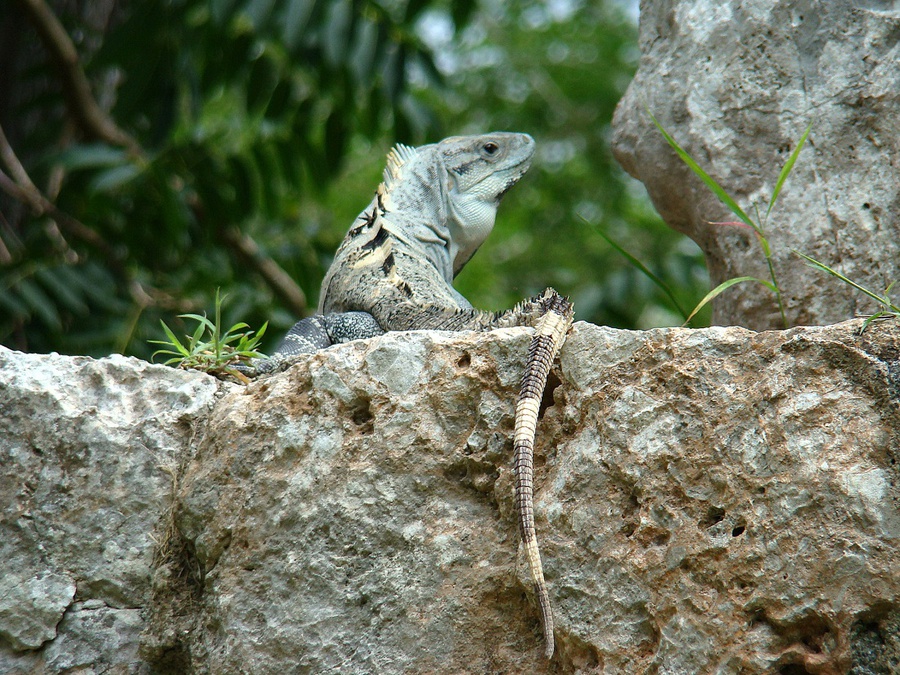Игуаны полуострова Юкатан Штат Юкатан, Мексика