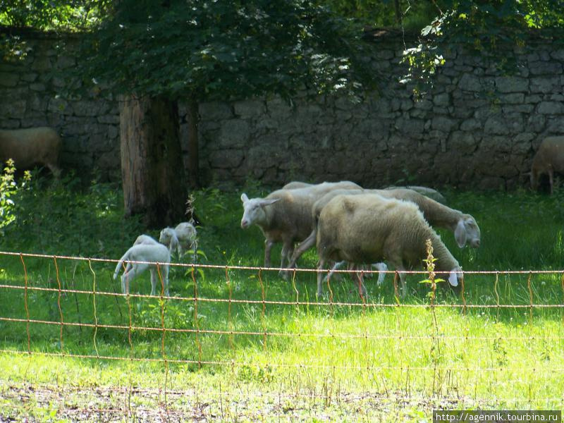 Овцы — именно отсюда их везут в турецкие магазины Баварии Ройтте, Австрия
