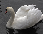 Лебедь на озере Sortedams