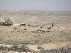 Бедуин со стодом.