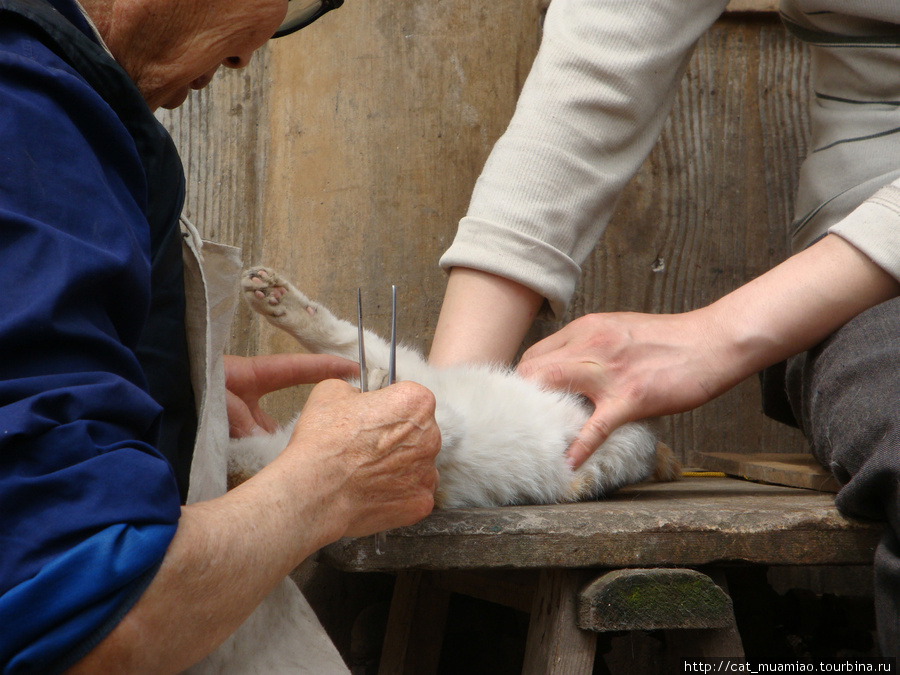 Старый парикмахер и его ученик освобождают кошку от вшей.Видимо, что она этим наслаждается) Чунцин, Китай