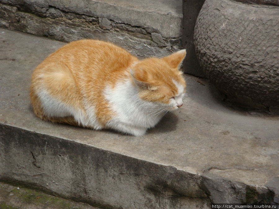 Кошка:Теперь загораю на солнце спокойно — без вшей! Чунцин, Китай