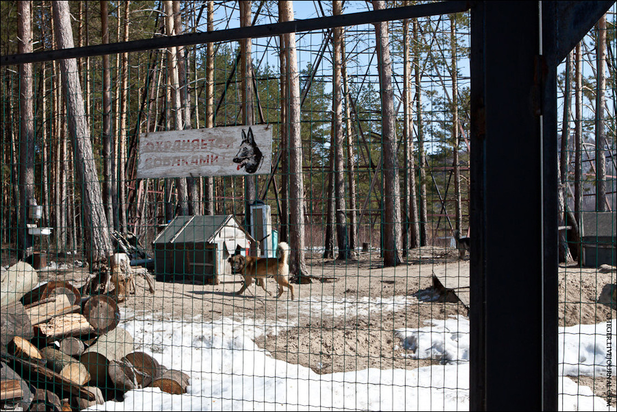 А вот и охранники — 2 свирепых пса Дзержинск, Россия