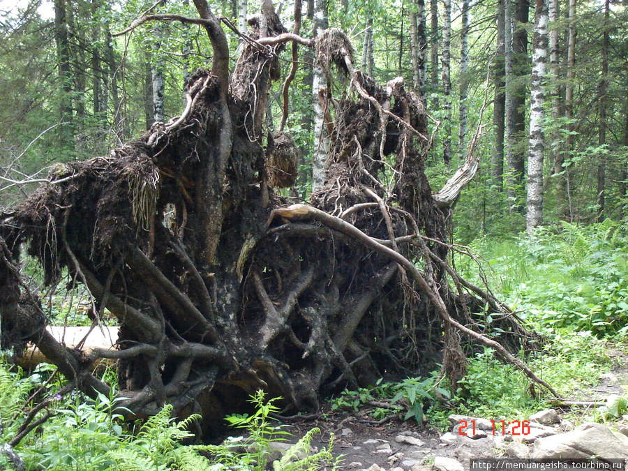 Поваленное дерево Челябинск, Россия