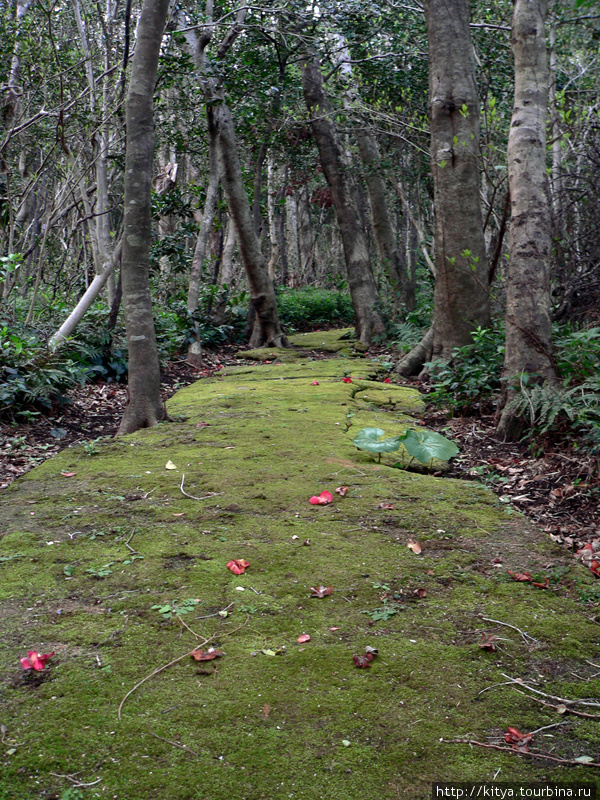 Лес камелий (в климате южного Сикоку они вырастают до очень больших размеров). Тосасимидзу, Япония