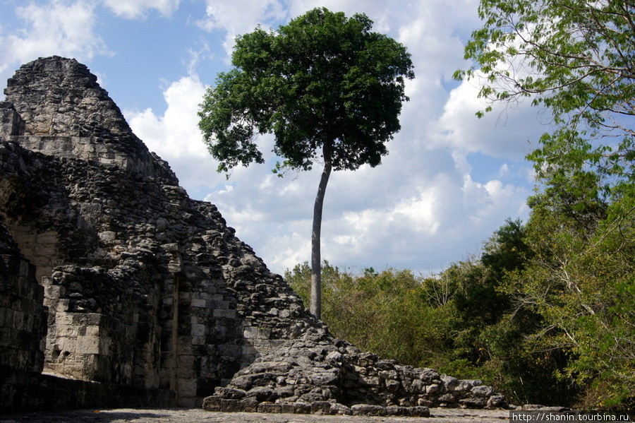 Дерево на руинах в Шпухиле Шпухиль, Мексика
