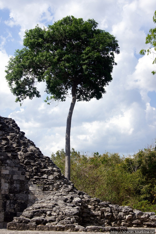 Дерево Шпухиль, Мексика
