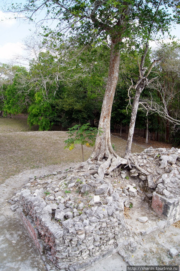 Дерево на руинах Шпухиль, Мексика