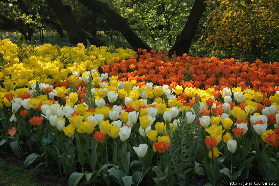 Тюльпановый парк Кёкенхоф Кёкенхоф, Нидерланды