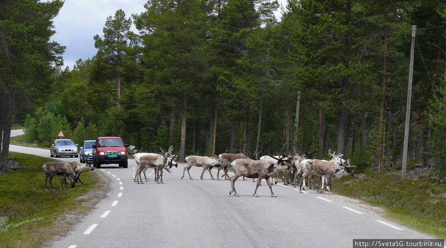 Олени  на Норвежских дорогах иногда создают пробки. Норвегия