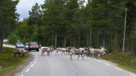 Олени  на Норвежских дорогах иногда создают пробки.