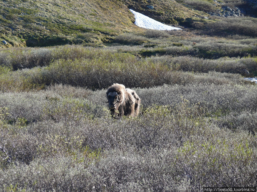Мускусный бык в национальном парке в Норвегии. Норвегия