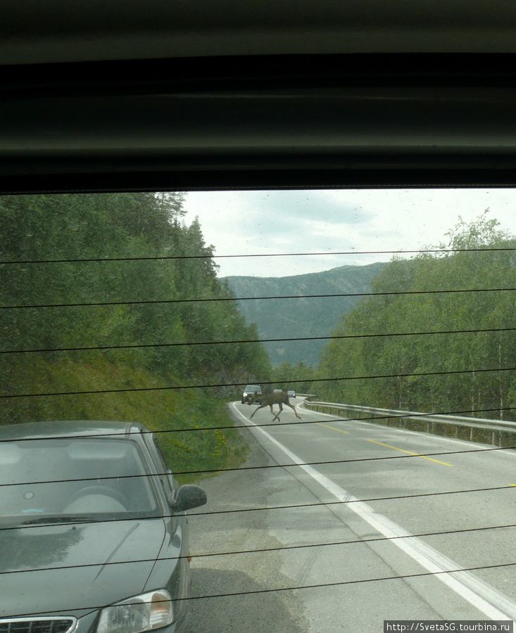 Олененок перебегает дорогу. Норвегия