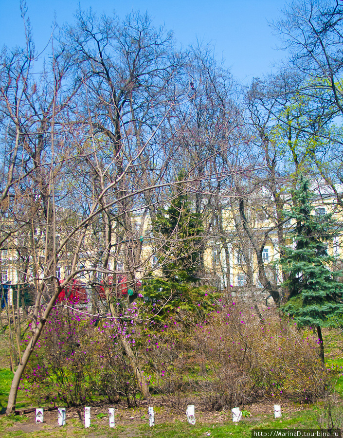 Рододендроны в этом году очень слабенькие. Киев, Украина