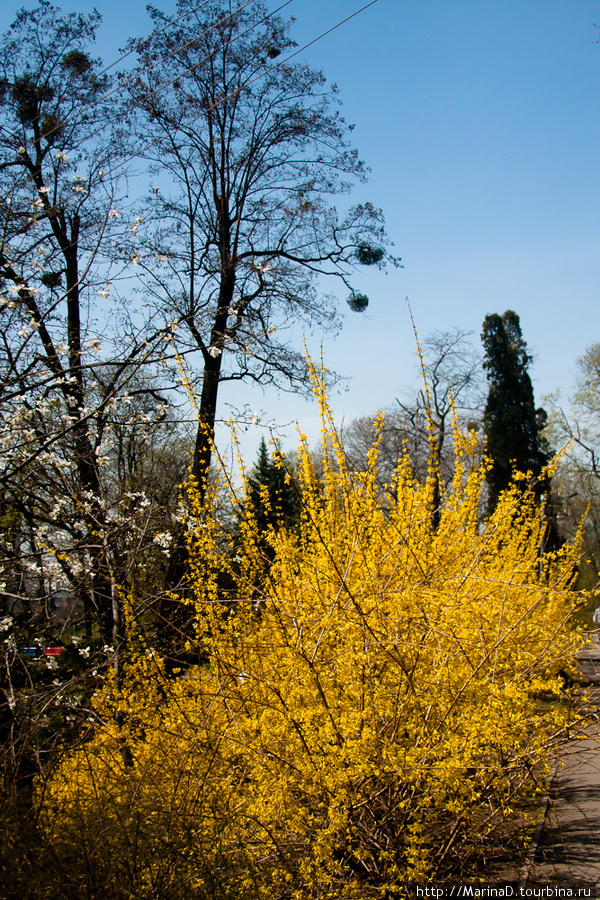 Ботанический сад им. Фомина Киев, Украина