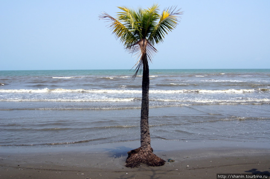 Одинокая пальма на берегу моря Ливингстон, Гватемала