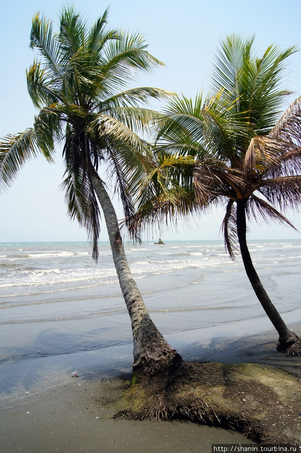 Пальмы прямо на берегу моря в Ливингстоне Ливингстон, Гватемала