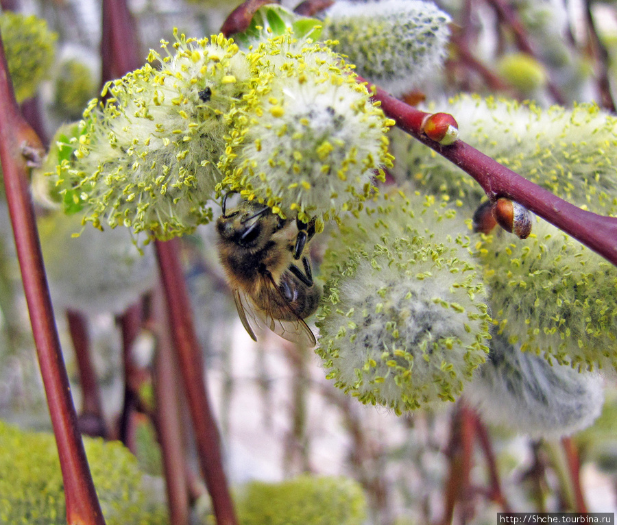 Пришла весна — полетела пчела Харьковская область, Украина