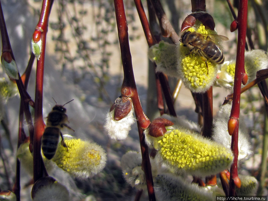Пришла весна — полетела пчела Харьковская область, Украина