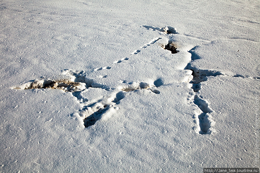 сусликовые ходы все записаны... лапками на снегу :) Кош-Агач, Россия