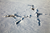 сусликовые ходы все записаны... лапками на снегу :)