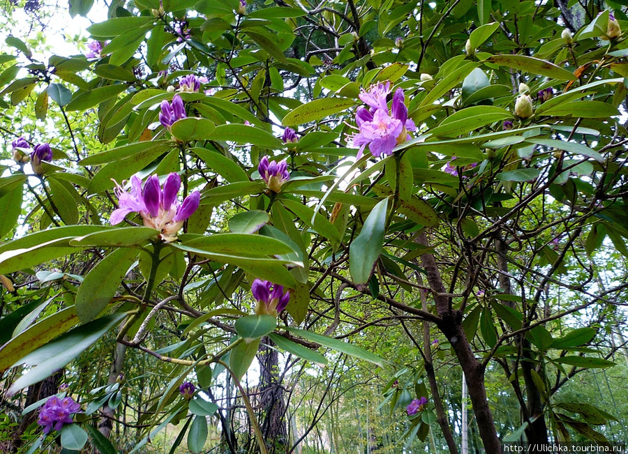 Батумский ботанический сад,но только одна треть его. Мцване-Концхи, Грузия