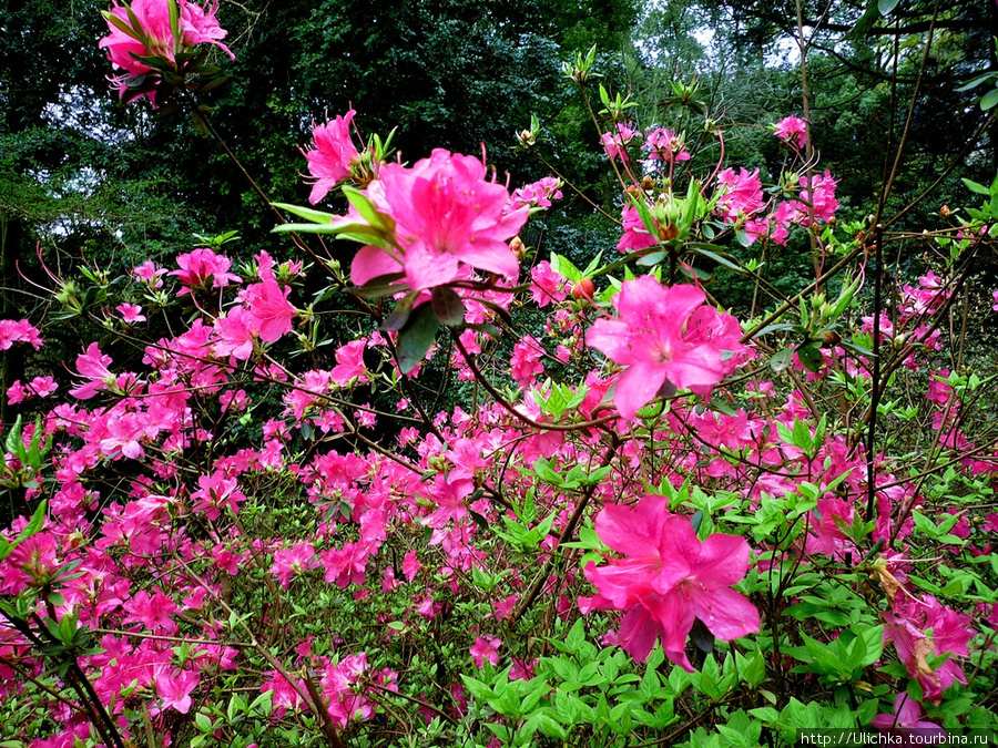 Батумский ботанический сад,но только одна треть его. Мцване-Концхи, Грузия